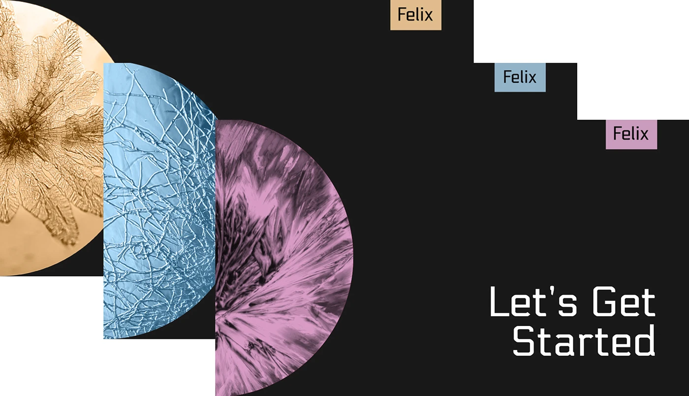 Felix - Identity Development — image 10