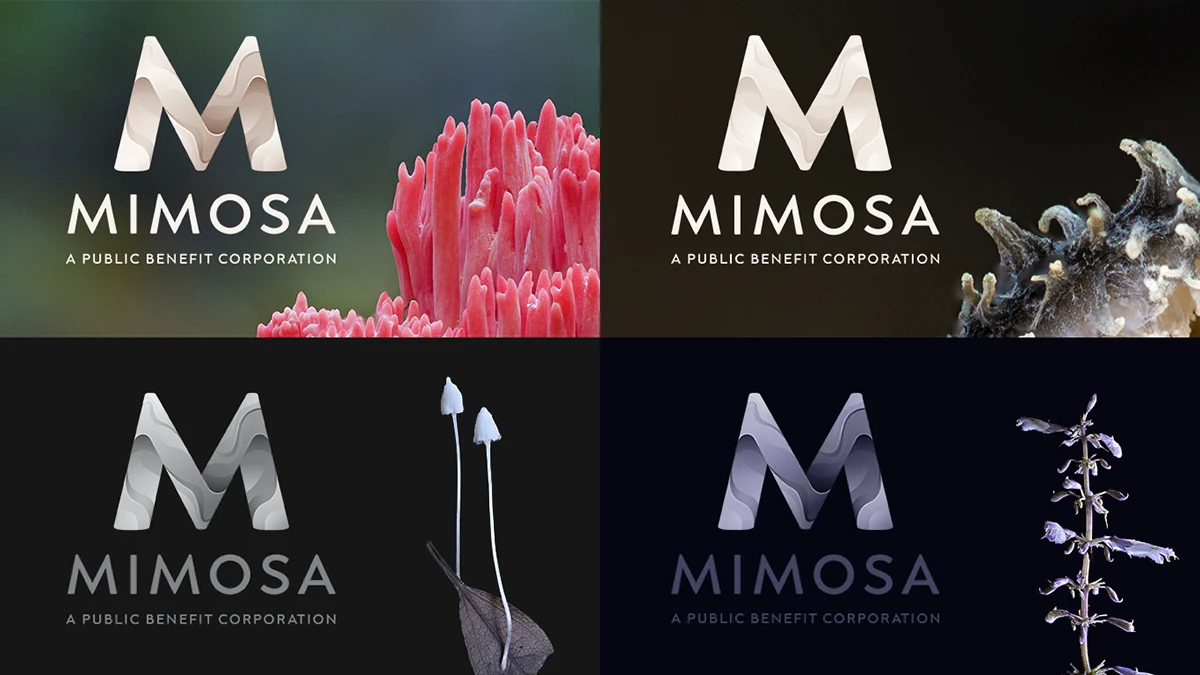 Mimosa - Identity Development — image 2