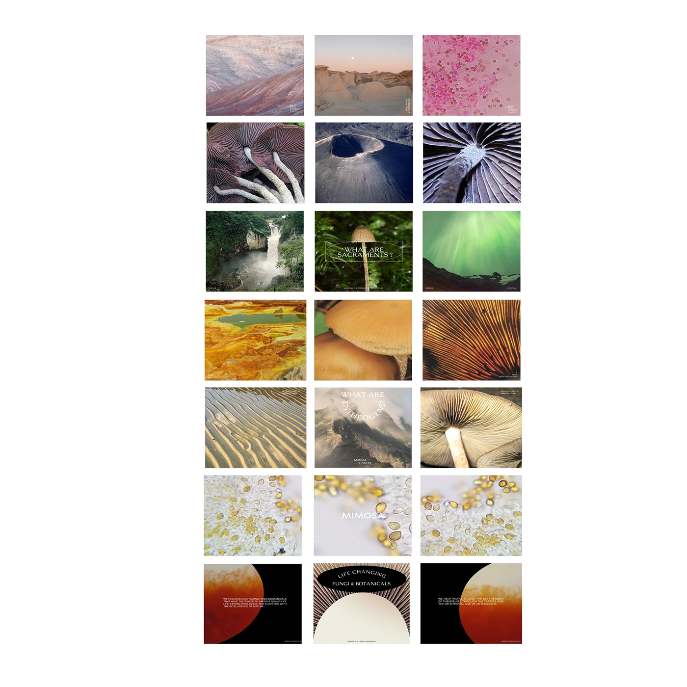 Mimosa - Identity Development — image 3